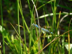 Enallagma durum