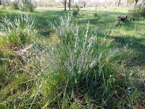 Image of Melica Argyrea (Melica argyrea) by (c) Tomás Tamagno, some rights reserved (CC BY)