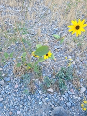 Helianthus petiolaris