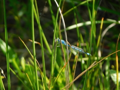 Enallagma durum
