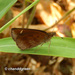 Forest Hopper - Photo (c) Young Chan, some rights reserved (CC BY-NC), uploaded by Young Chan