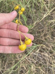 Solanum dimidiatum