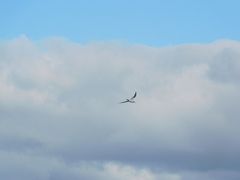 Sterna hirundo