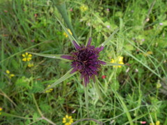 Tragopogon porrifolius