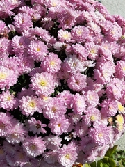 Chrysanthemum morifolium