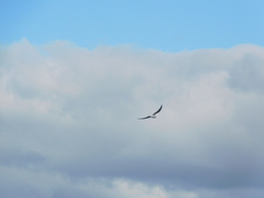 Sterna hirundo