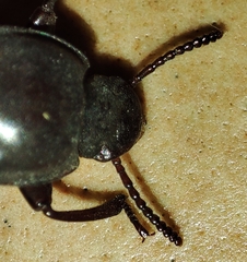 Tenebrio molitor