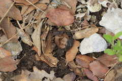 Astraeus hygrometricus