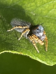 Phidippus mystaceus