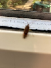 Pantilius tunicatus