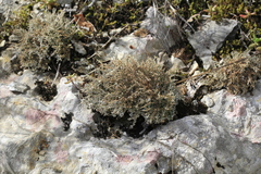 Cladonia rangiformis