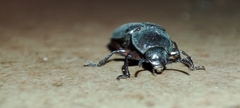 Tenebrio molitor