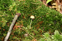 Mycena epipterygia