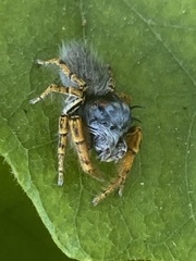 Phidippus mystaceus