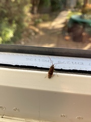 Pantilius tunicatus