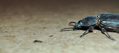 Tenebrio molitor