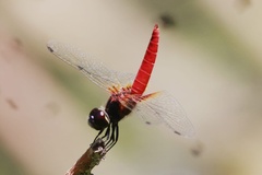 Aethriamanta brevipennis