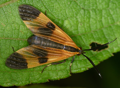 Dycladia