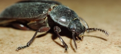 Tenebrio molitor