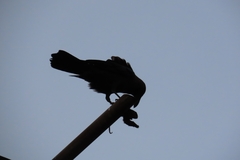 Corvus splendens