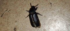 Tenebrio molitor