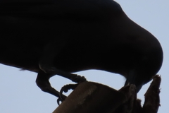 Corvus splendens