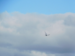 Sterna hirundo