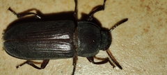 Tenebrio molitor
