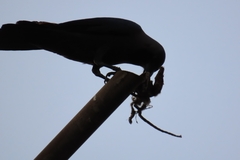 Corvus splendens