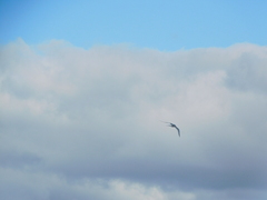 Sterna hirundo