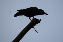 Corvus splendens