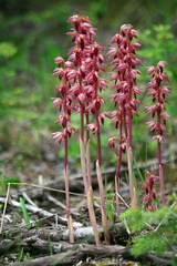 Corallorhiza striata
