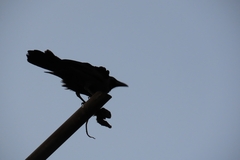 Corvus splendens