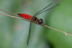 Orchithemis pulcherrima