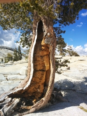 Pinus balfouriana austrina