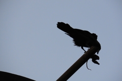 Corvus splendens