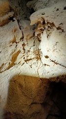 Dolichopoda azami ligustica