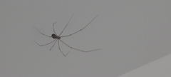 Pholcus phalangioides