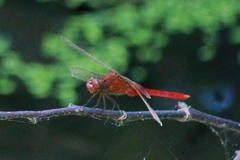 Rhodothemis rufa