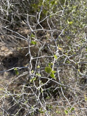 Ximenia americana