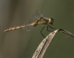 Sympetrum depressiusculum