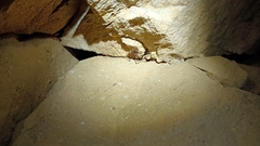 Dolichopoda azami ligustica