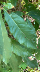 Quercus imbricaria