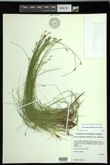 Carex leptalea leptalea