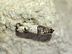 Notocelia incarnatana