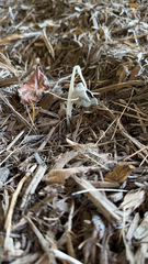 Coprinopsis lagopus