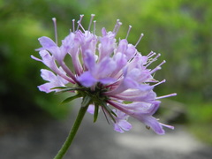 Scabiosa columbaria