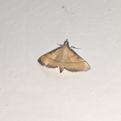 Cnaphalocrocis