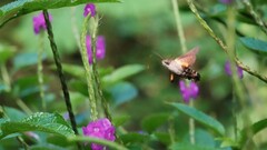 Macroglossum corythus