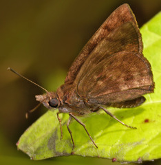 Hesperiidae